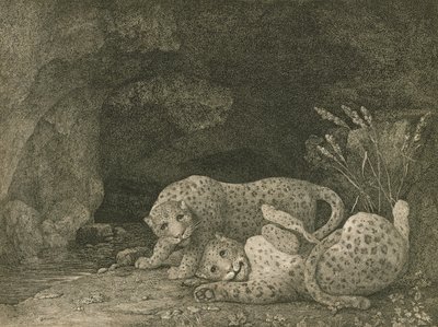 Tygers at Play, Engraved by the Artist, pub. 1789 by George Stubbs